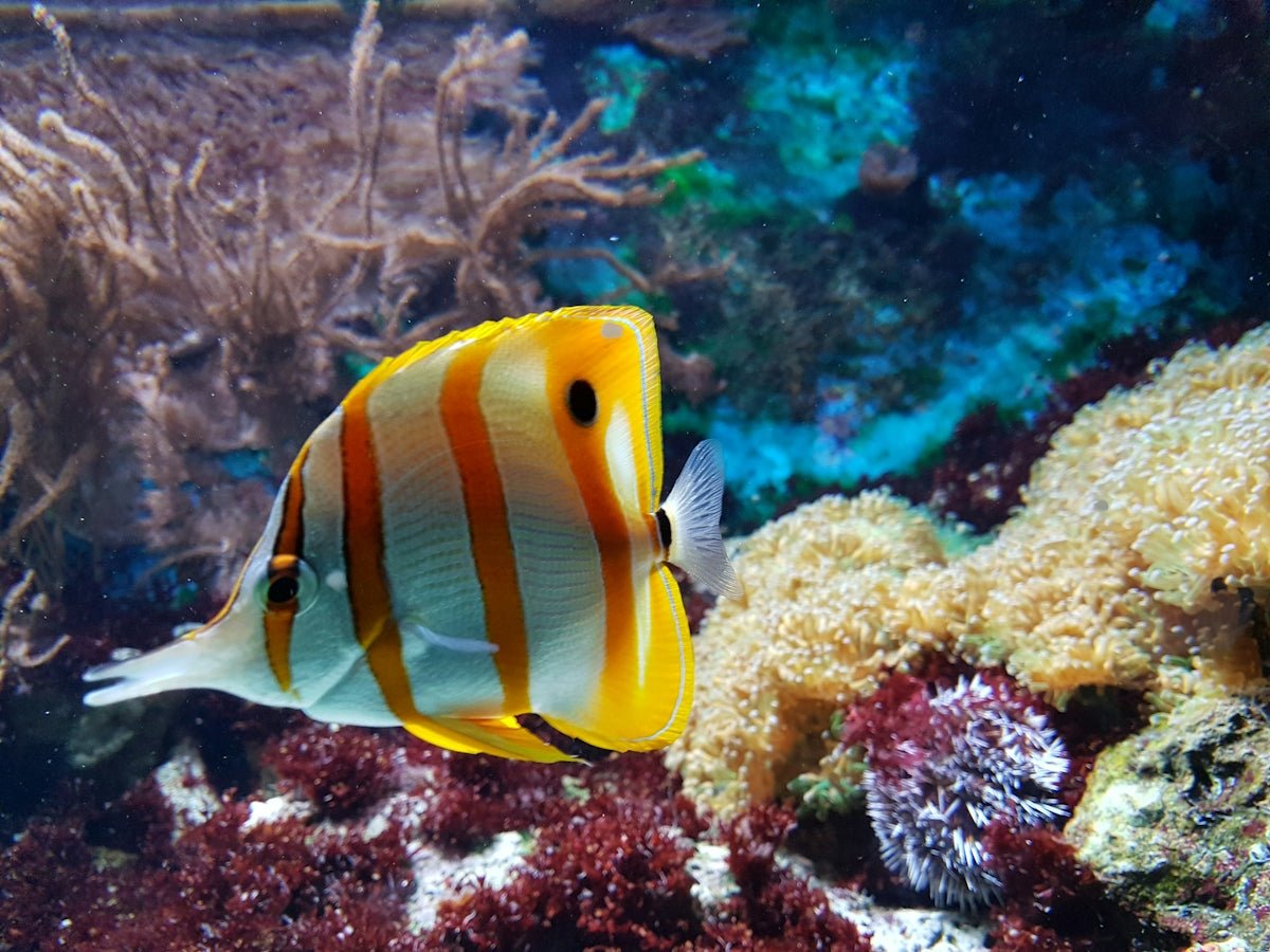 FAQs about Building a Successful Marine Aquarium with Coral and Fish - Apex Aquatic