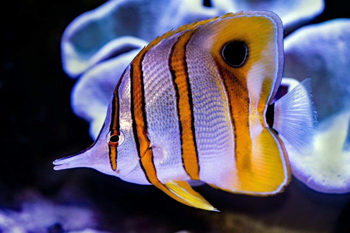 FAQs About Caring for Tropical Fish in Freshwater Environments - Apex Aquatic