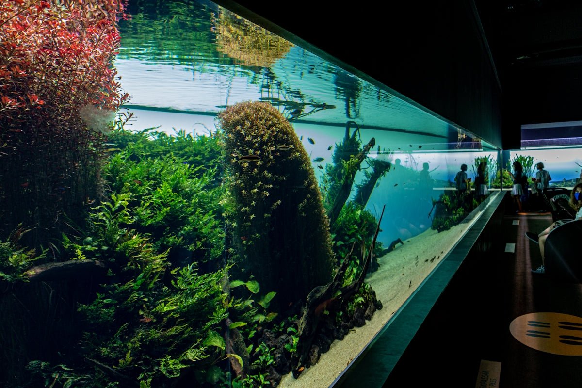 How to Create Stunning Aquascapes: Essential Aquascaping Ideas and Inspiration - Apex Aquatic