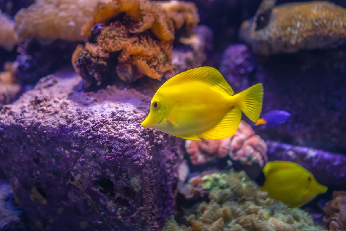 Preserving Coral Health: Essential Tips for Every Marine Aquarium Owner - Apex Aquatic