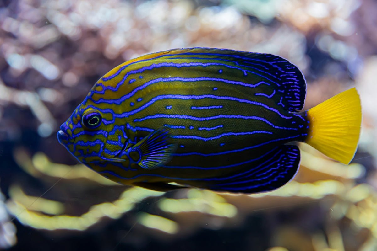 Setting Up Your First Tropical Fish Aquarium: Key Steps to Success - Apex Aquatic