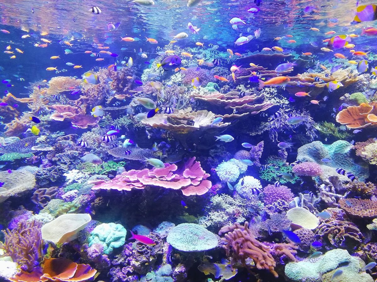 The Ultimate Coral Care for Marine Aquariums: What You Need to Know - Apex Aquatic