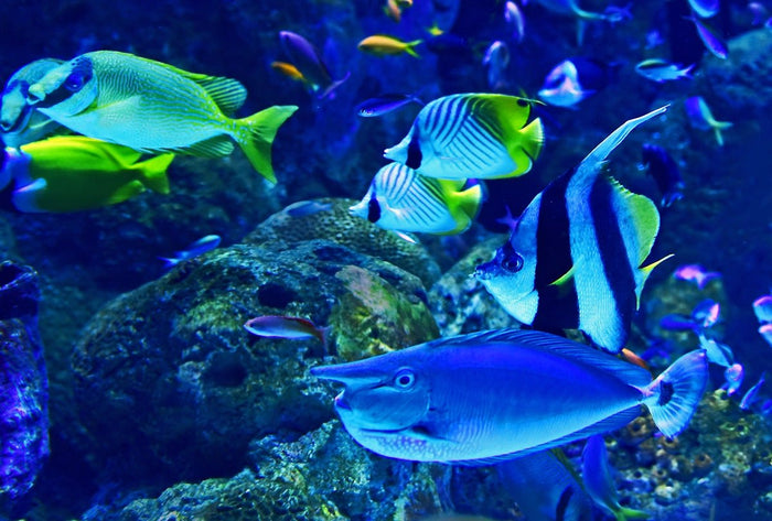 Top Coral Choices for a Thriving Marine Aquarium Environment - Apex Aquatic