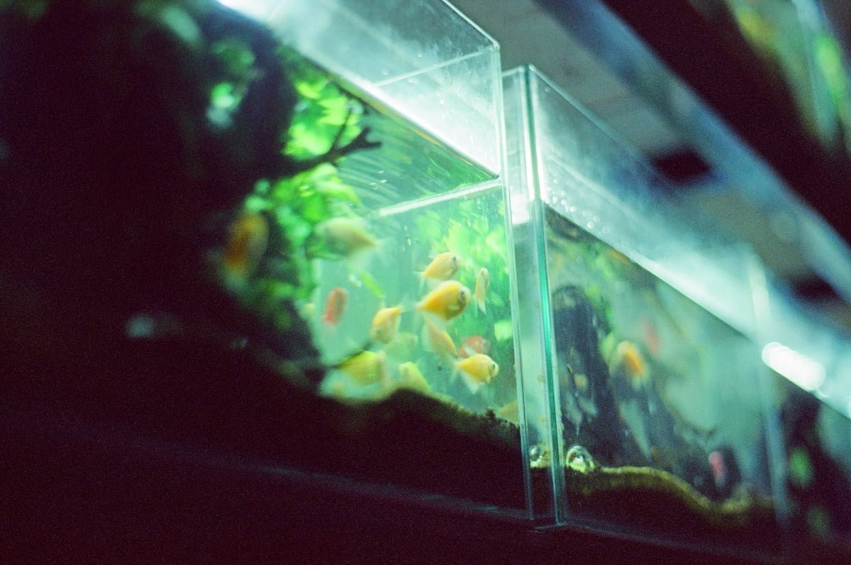 Transform Your Aquarium with Aquascaping Rocks: A Step-by-Step Guide - Apex Aquatic