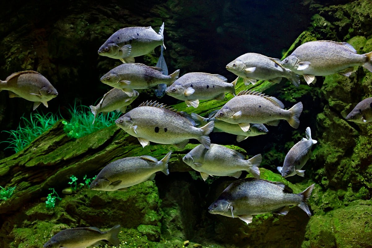 Trending Freshwater Fish Species for Your Home Aquarium - Apex Aquatic