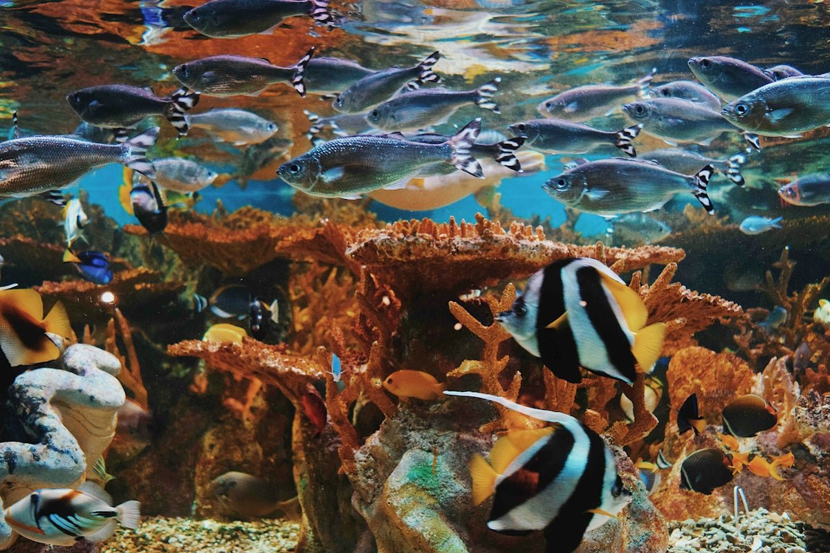 Trending Marine Aquarium Designs: Innovative Ideas for Coral and Fish Placement - Apex Aquatic