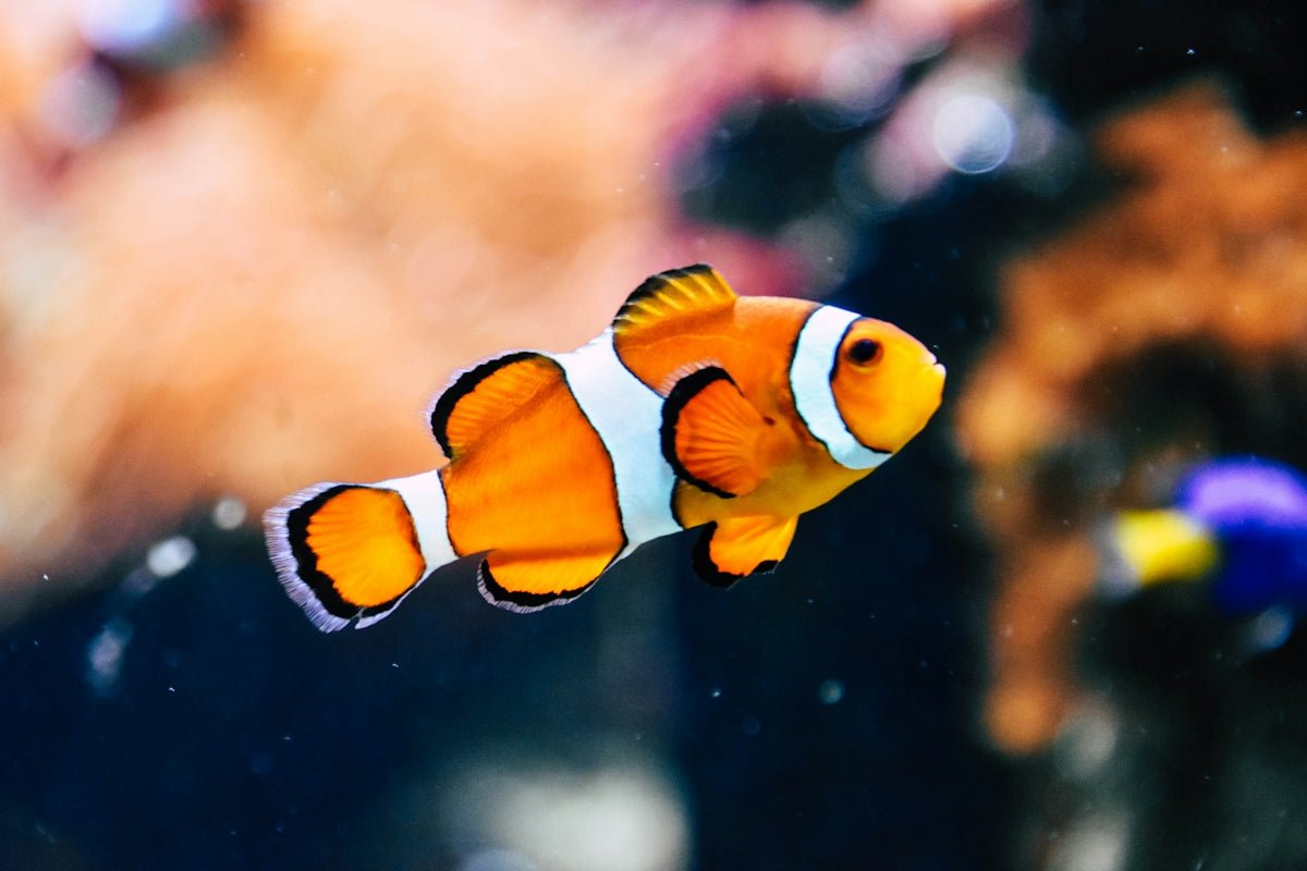 Tropical Fish Nutrition: Finding the Perfect Diet for Freshwater Fish - Apex Aquatic