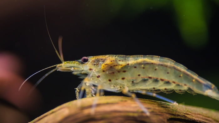 Troubleshooting Common Aquascaping Problems and Solutions - Apex Aquatic