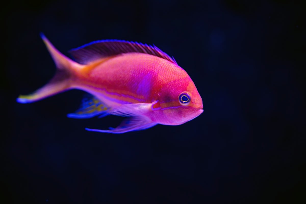 Understanding Freshwater Fish Behavior: Tips for Tropical Fish Owners - Apex Aquatic