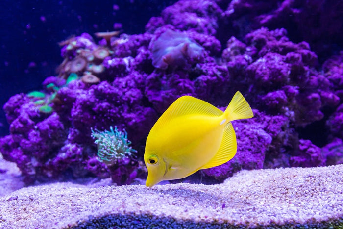 Understanding Marine Aquarium Fish: An Educational Guide to Popular Species - Apex Aquatic
