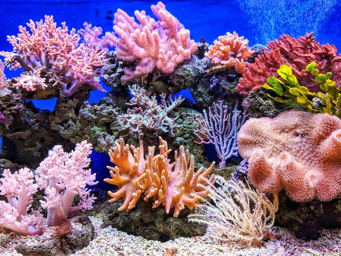 Wysiwyg Insights: How to Choose the Right Coral for Your Marine Aquarium - Apex Aquatic