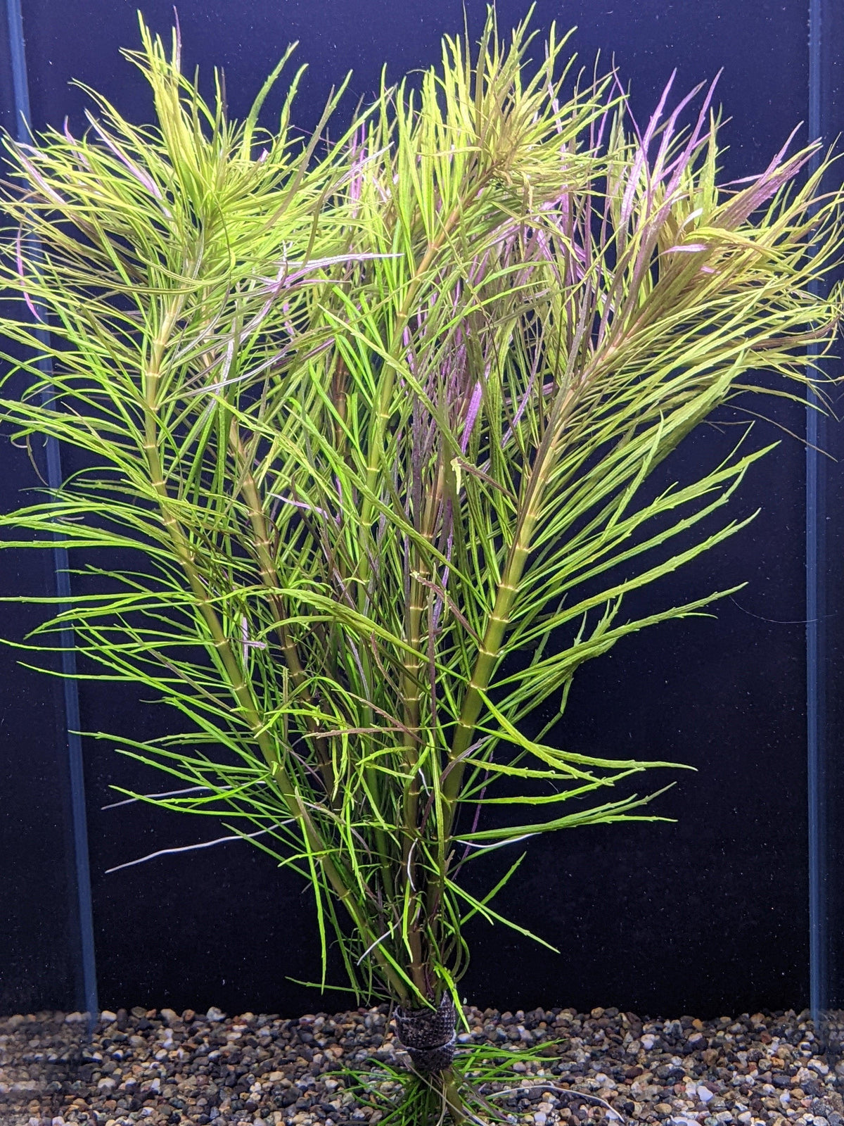Pogostemon Stellata