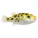 Pea Puffer - photo 2