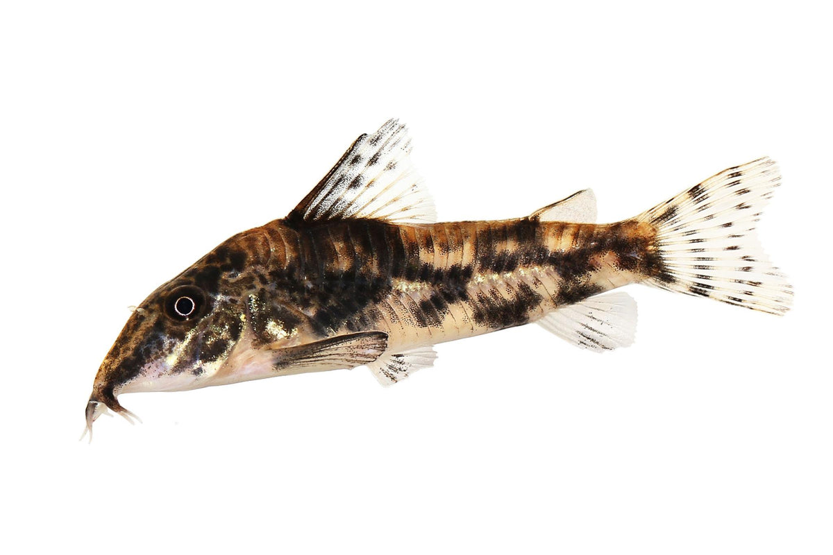 Barbatos Corydoras