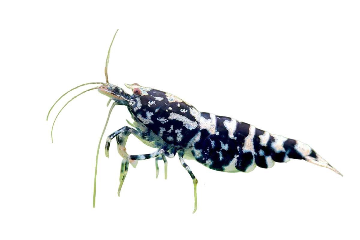 Black Tiger Galaxy Shrimp