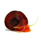 Ramshorn Snail - photo 1