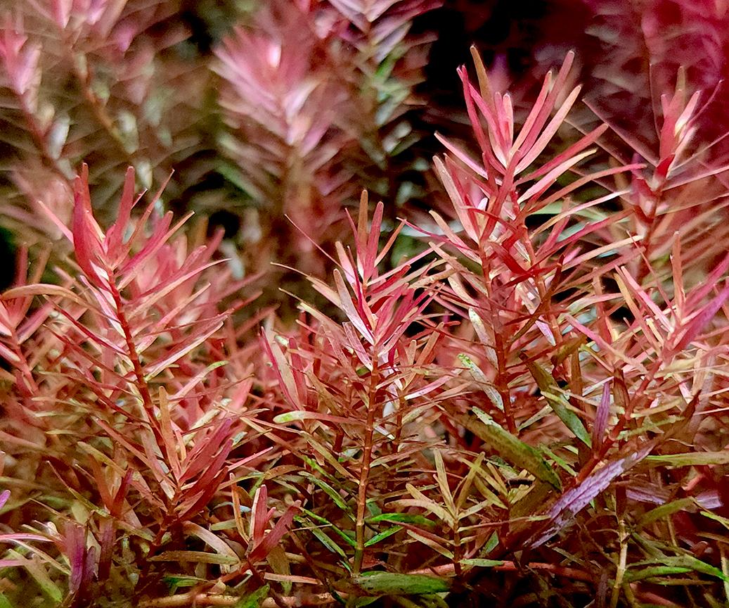 Rotala H'ra Vietnam