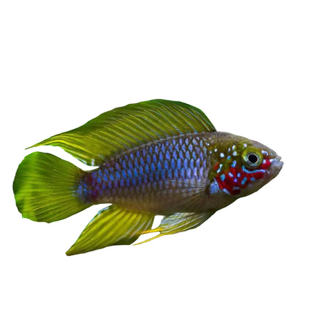 Apistogramma Borellii (Pairs)