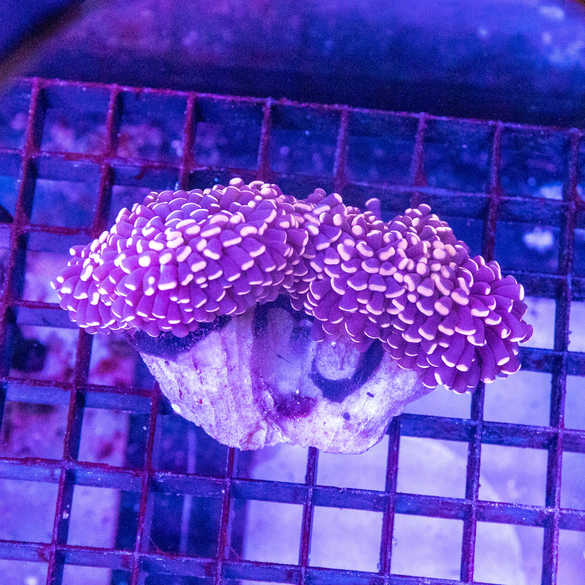 Micro Torch (Euphyllia Cristata)