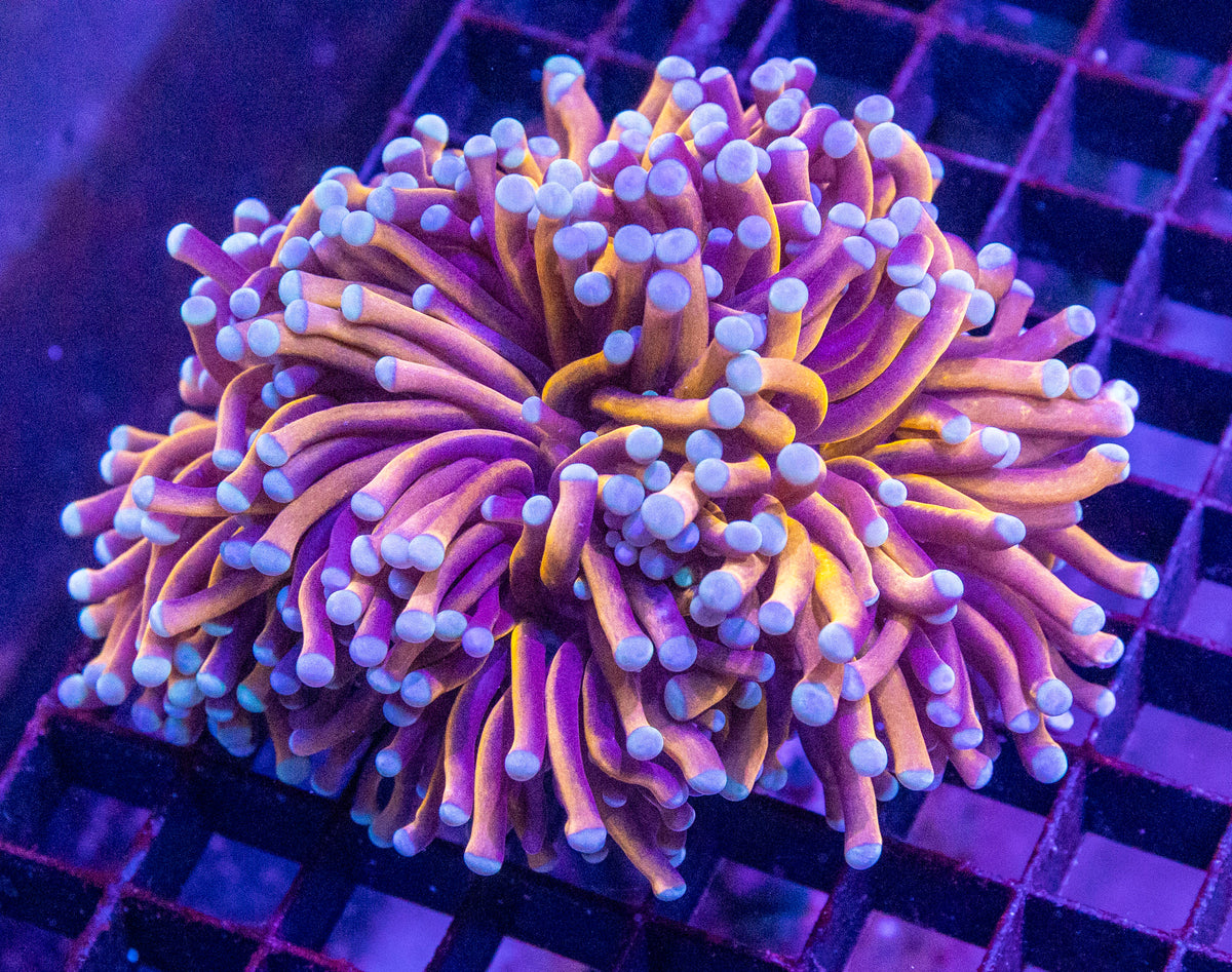 Torch
