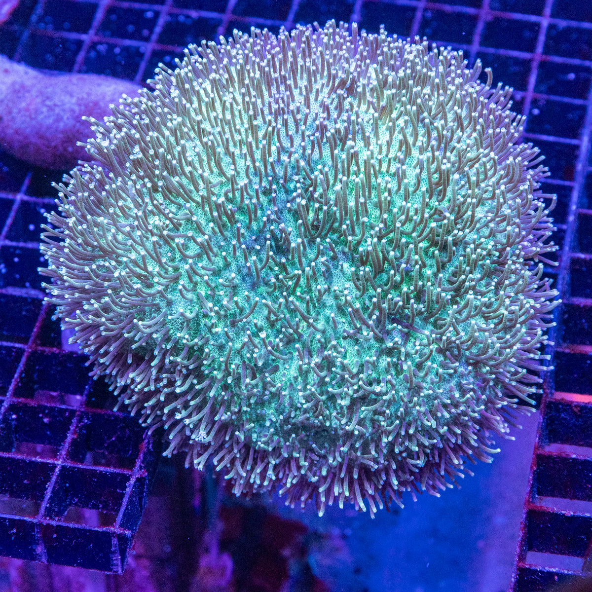 Toadstool