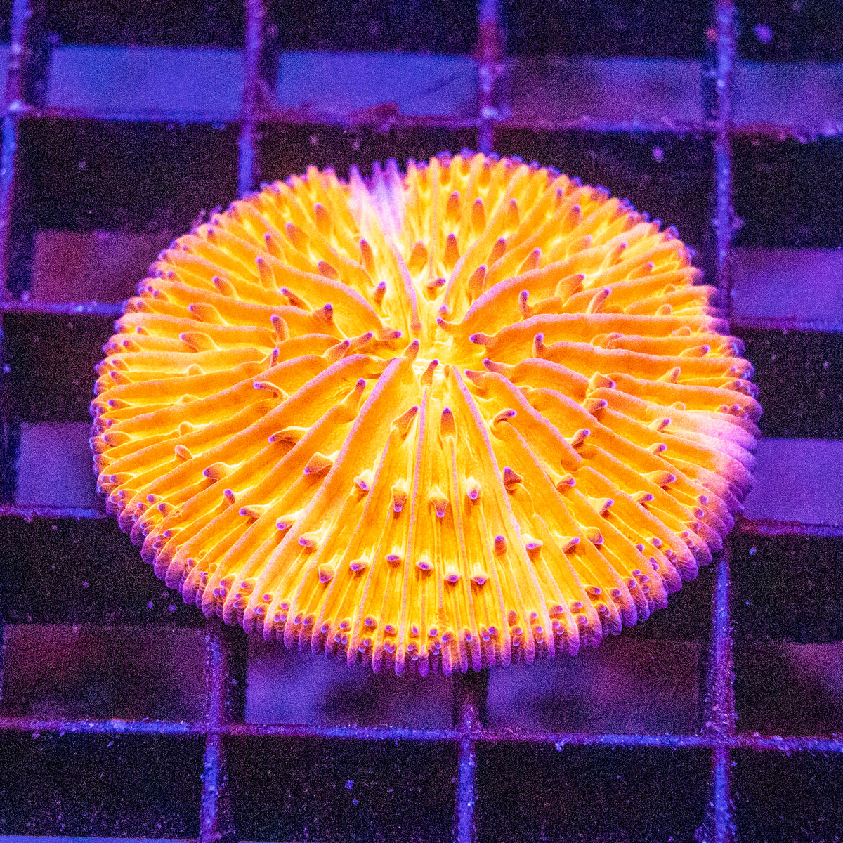 Fungia