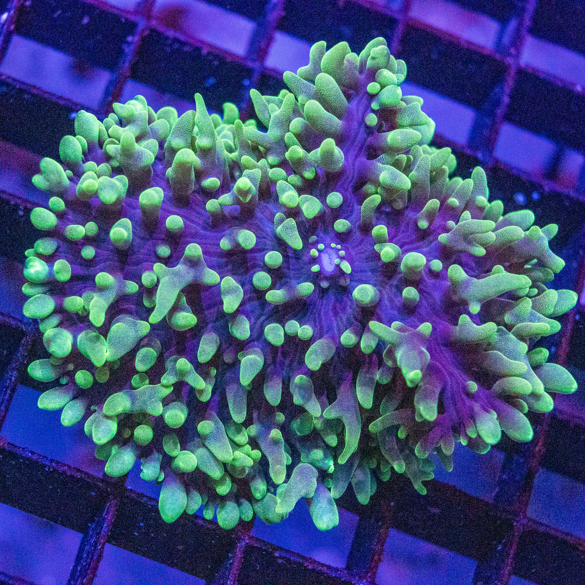 Fluffy Mushroom