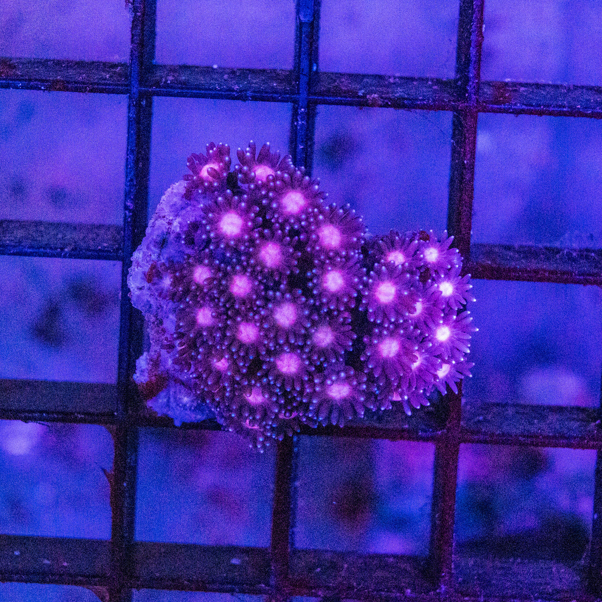Goniopora