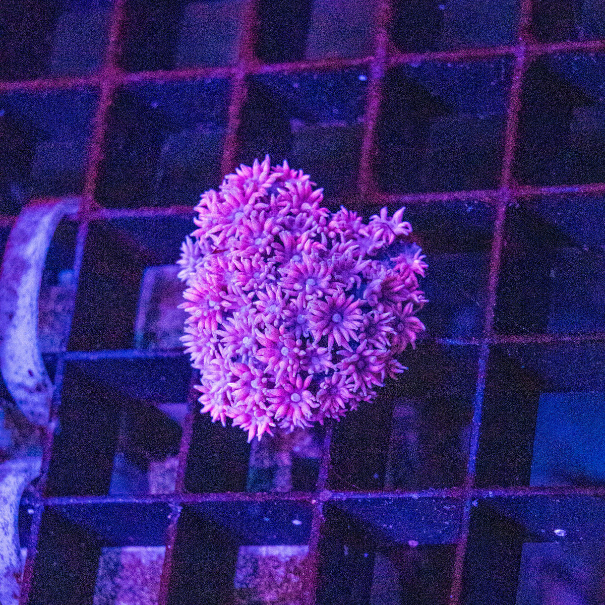 Goniopora