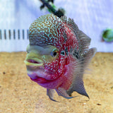 Red Dragon Flowerhorn (Male) - FH001 - photo 3