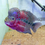 Red Dragon Flowerhorn (Male) - FH001 - photo 2