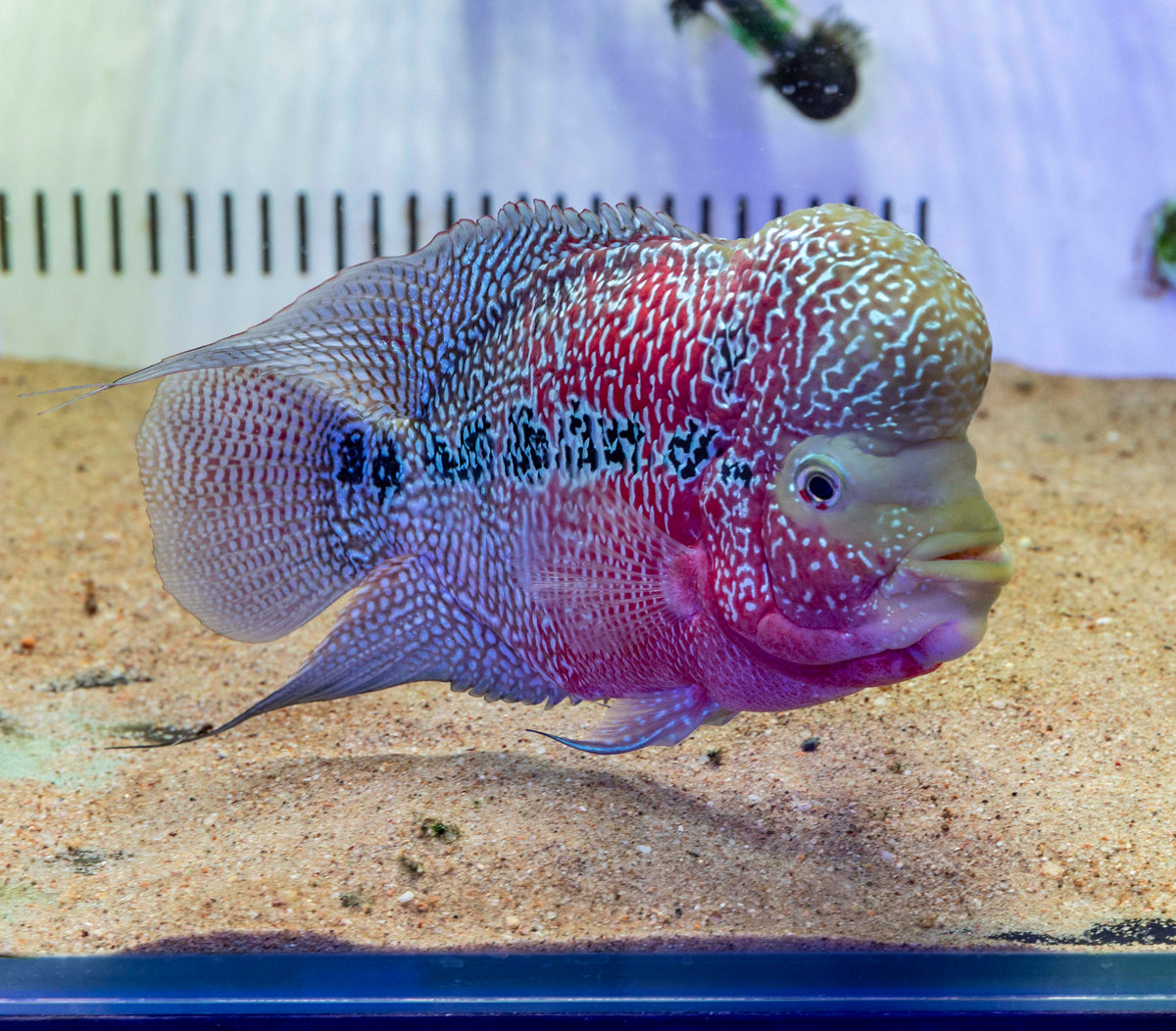 Red Dragon Flowerhorn (Male) - FH001