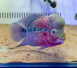 Red Dragon Flowerhorn (Male) - FH001 - photo 1