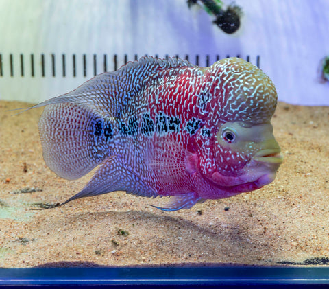 Red Dragon Flowerhorn (Male) - FH001