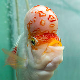 Fader Flowerhorn (Male) - FH002 - photo 4