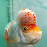 Fader Flowerhorn (Male) - FH002 - photo 2
