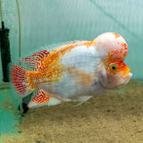 Fader Flowerhorn (Male) - FH002 - photo 3