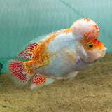 Fader Flowerhorn (Male) - FH002 - photo 1