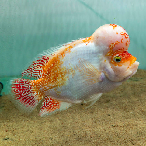 Fader Flowerhorn (Male) - FH002
