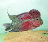 Red Dragon Flowerhorn (Male) - FH003 - photo 2