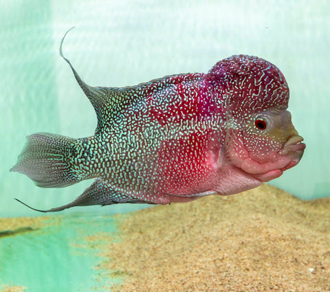 Red Dragon Flowerhorn (Male) - FH003