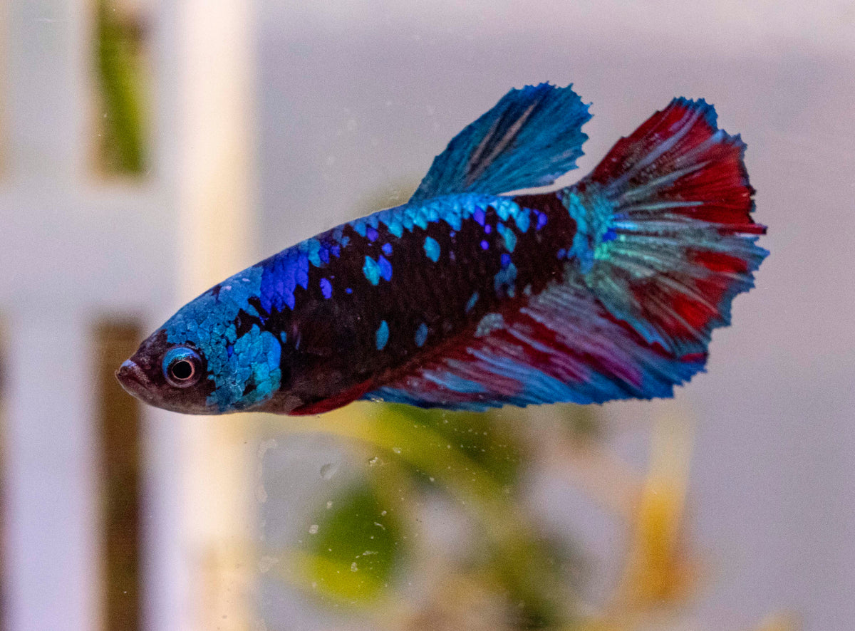 Male Betta - MB001