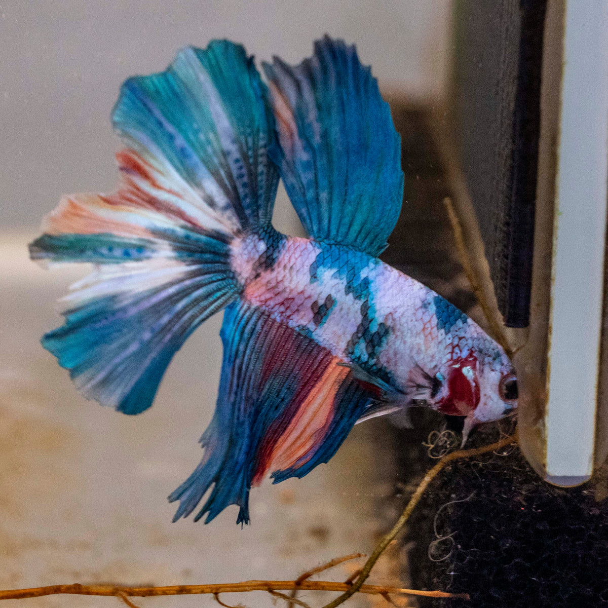 Male Betta - MB002