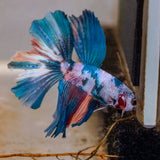 Male Betta - MB002 - photo 1