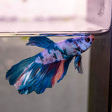 Male Betta - MB002 - photo 2