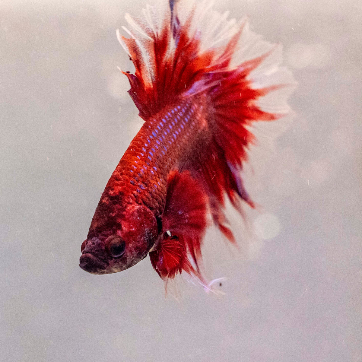 Male Betta - MB003