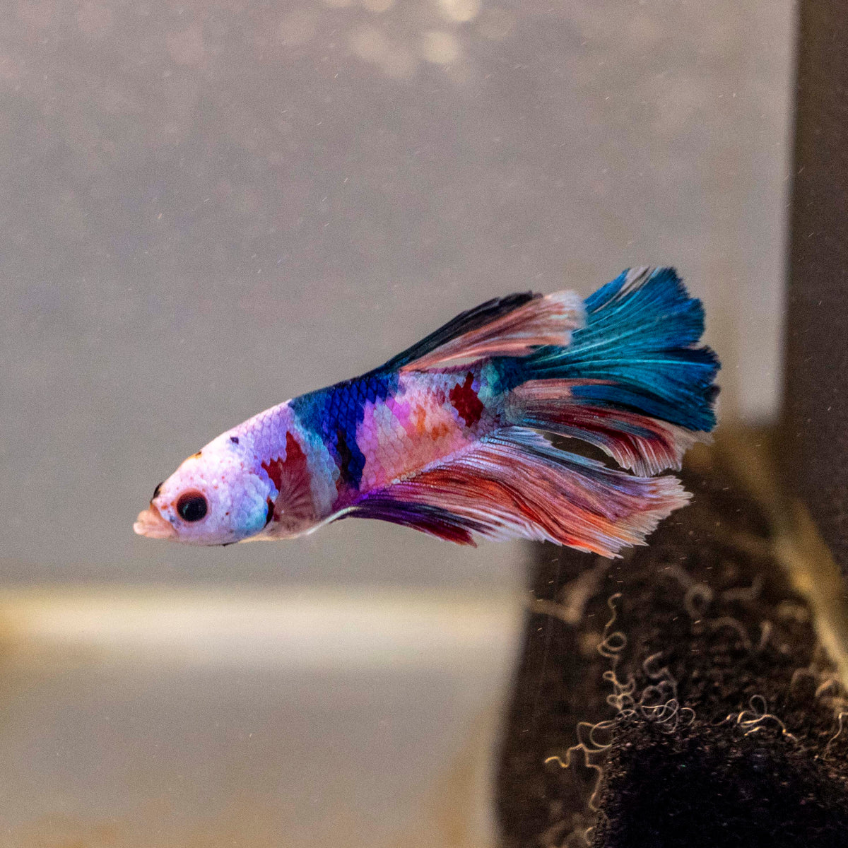 Male Betta - MB004