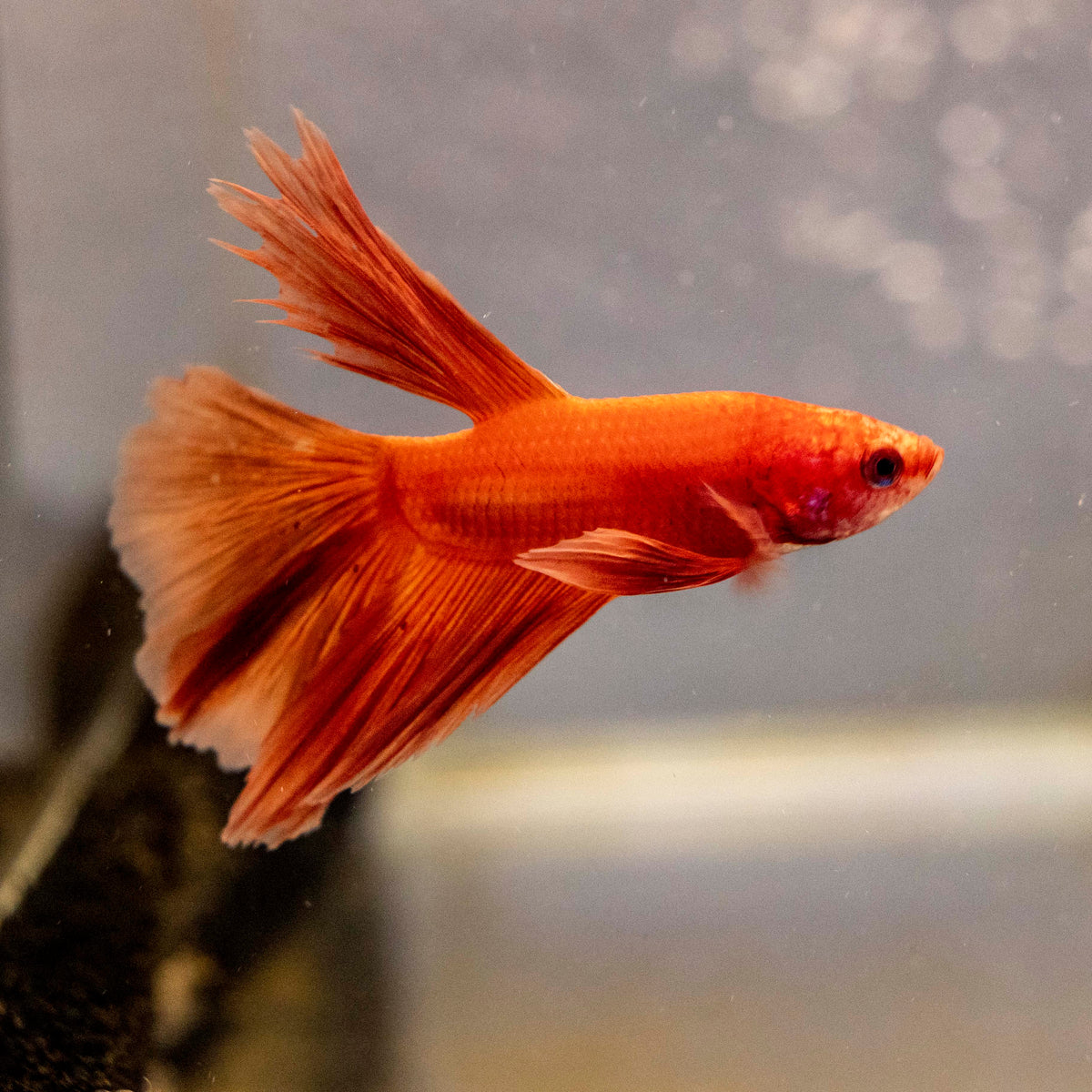 Male Betta - MB005
