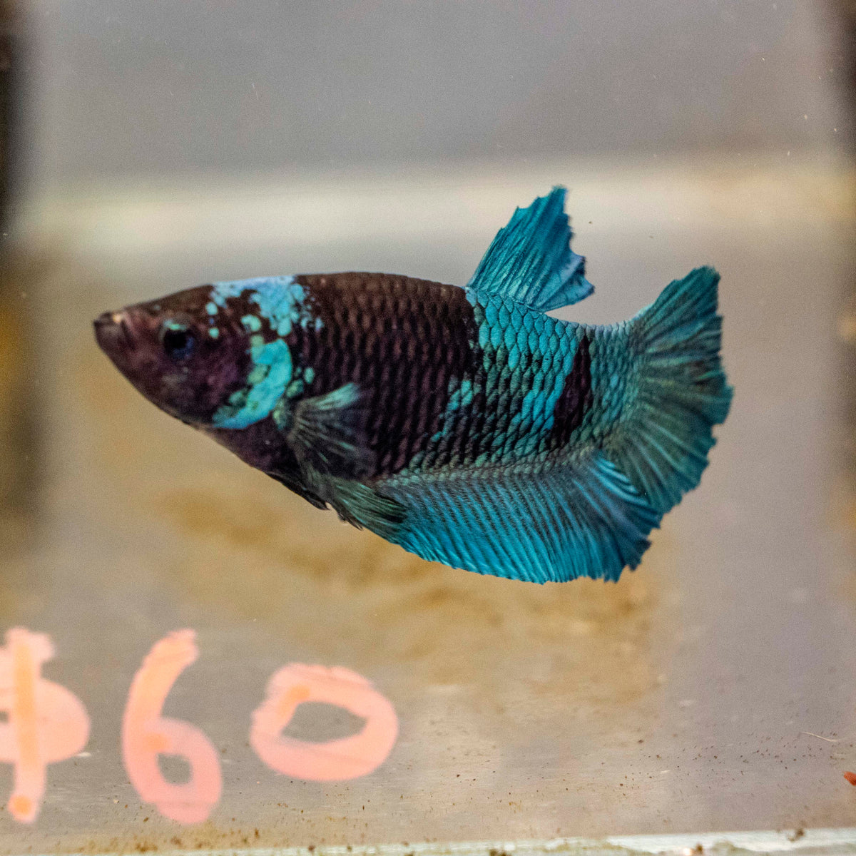 Male Betta - MB006