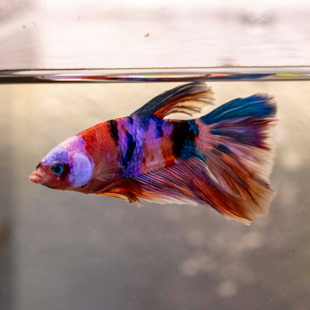 Male Betta - MB007